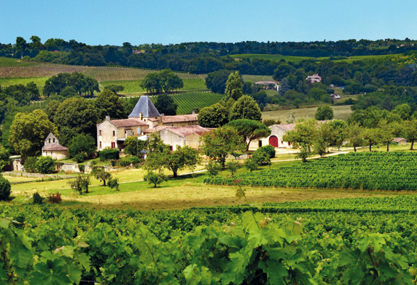 An historical vineyard