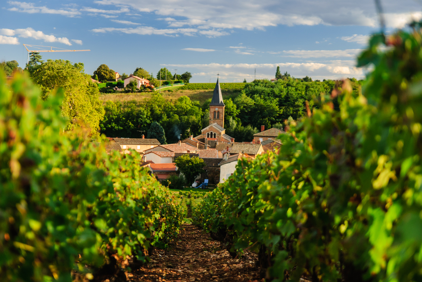 Discover the best vineyards for sale in France